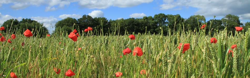 and green fields